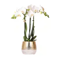 Witte orchidee Amabilis in Elite pot gold Ø9cm