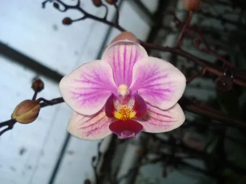 Phalaenopsis SOGO TICAL