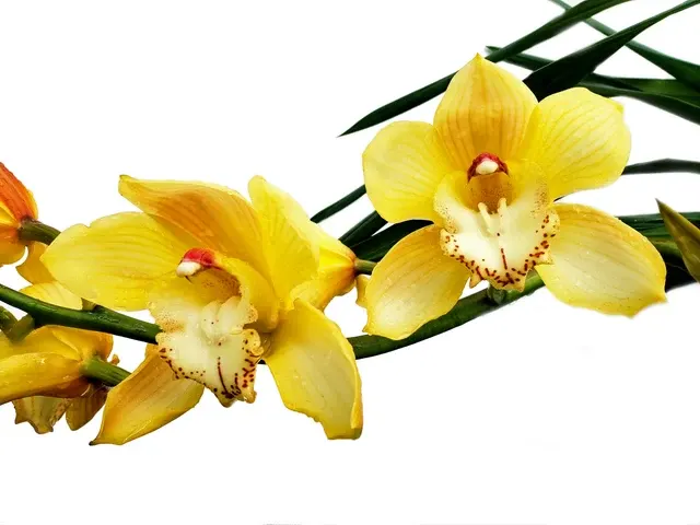 Cymbidium Via Ambarino # 24 X Este Amarillo (Cymbidium)