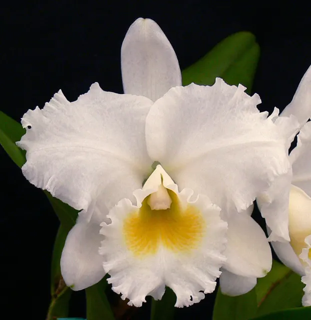 Cattleya Sierra Blanca 'Mishima Cascade' (Cattleya)