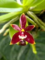 Phalaenopsis cornu-cervi var. vinicolor