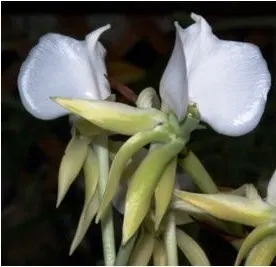 Angraecum comorense species orchid (Angraecum)