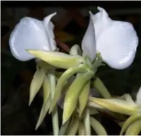 Angraecum comorense species orchid — Not Currently In Bloom or Spike