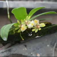 Gastrochilus somae