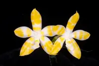 WP2614 Phalaenopsis Yaphon Yellow Story (Clone)