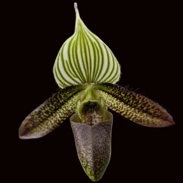Paphiopedilum wardii 'Freckles' (Paphiopedilum)