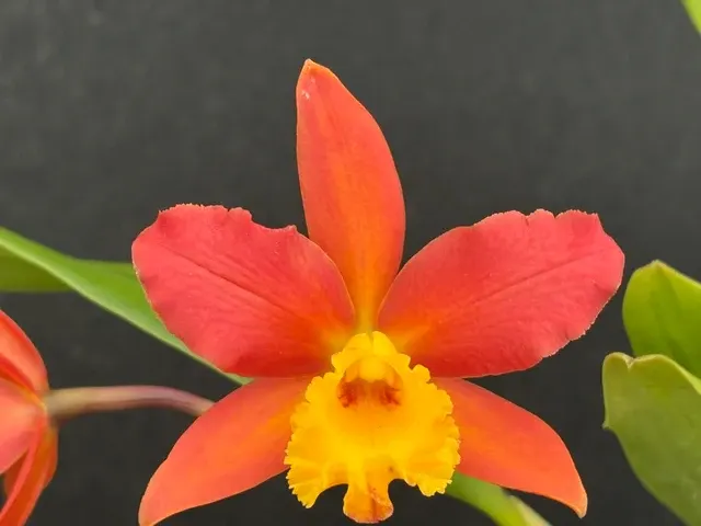 Brassolaeliocattleya Lily Marie Almas Blooming Size Division (Brassolaeliocattleya)
