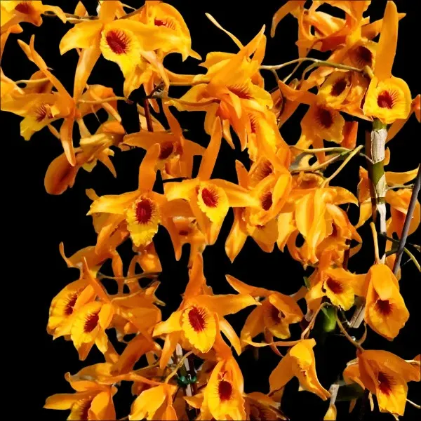 Dendrobium Chantaboon Sunrise (Dendrobium)