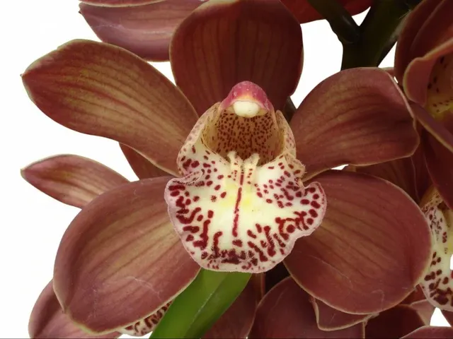 Cymbidium Khan Flame Cab Sav X Dealth Wish Dark Desire # 1 H00280 (Cymbidium)