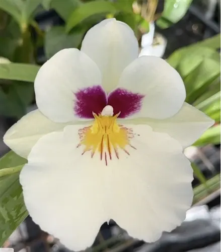 Miltoniopsis Herr Alexandre '14193'