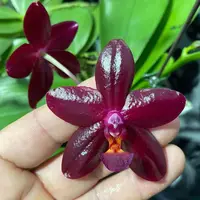 MO704 Phalaenopsis Miro C King
