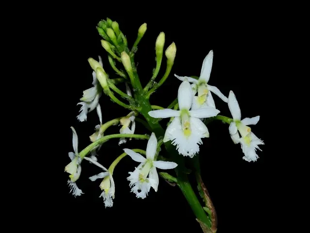 Epidendrum calanthum alba (Epidendrum)