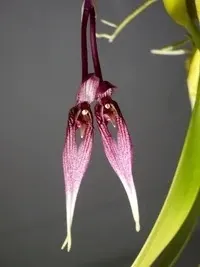 Bulbophyllum biflorum (Bulbophyllum)