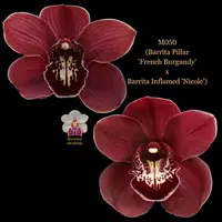 Cymbidium Seedling M050 (Barrita Pillar 'French Burgundy' x Barrita Inflamed 'Nicole')