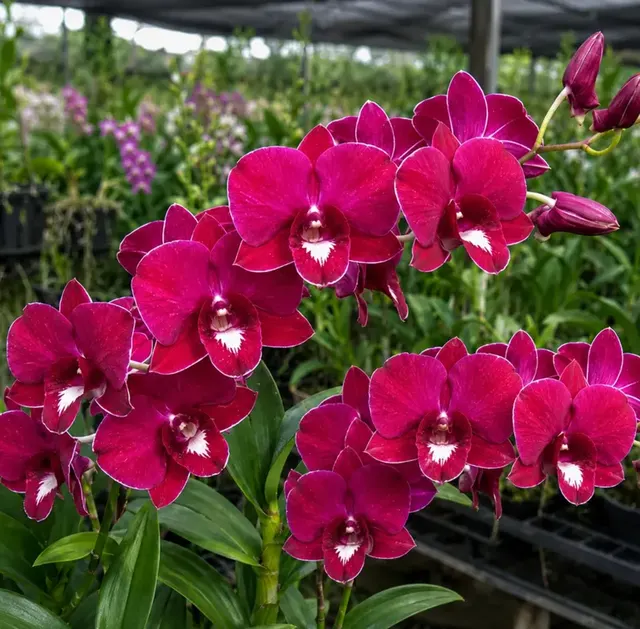 Dendrobium Red Lucky 3 (Dendrobium)