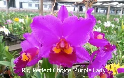 Rhyncholaeliocattleya Perfect Choice BM/JOGA 'Purple Lady' (Rhyncholaeliocattleya)