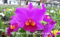 Rlc. Perfect Choice 'Purple Lady' BM/JOGA (Pot. Tokyo Bay x Lc. Lake Casitas) (M315N) (Hybrid) Rlc.=Rhyncholaeliocattleya / Pot.=Potinara / Lc.=Laeliocattleya