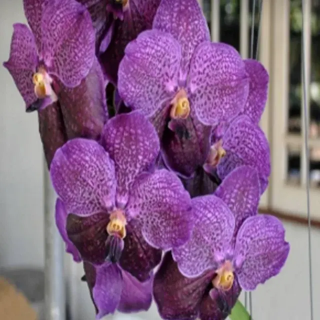 Vanda Pure's wax Blue #98 (Vanda)