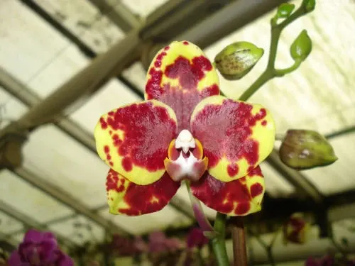 Phalaenopsis GOLDEN SUN