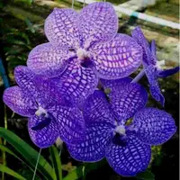 Vanda Pakpanang Blue