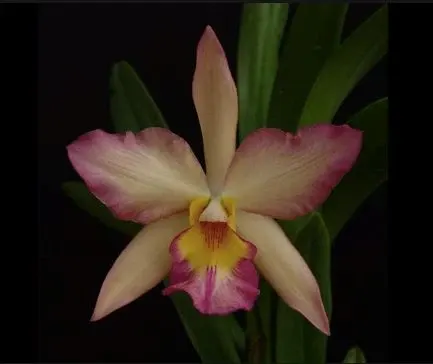 Cattleya Alliance - Jackfowlieara Appleblossom - Yellow 'NN'