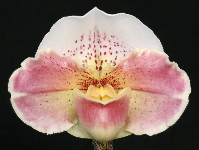 Paphiopedilum Elwing ‘Monarch’ (Paphiopedilum)