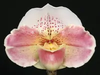 Paphiopedilum Elwing ‘Monarch’