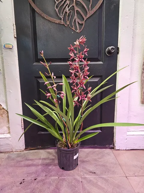 Cymbidium Orchid (Cymbidium)