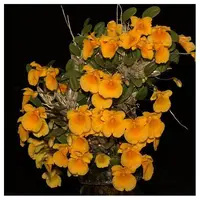 Dendrobium jenkinsii sp. Orchid Plant - BS
