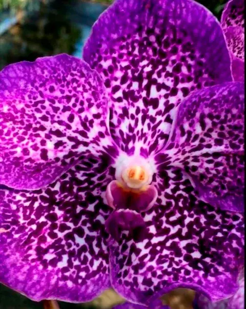 Vanda Margarita Louis-Dreyfus