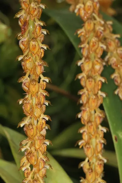 Bulbophyllum propiquum (Bulbophyllum)