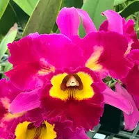 Rlc. Dick Smith 'Dark Beauty'