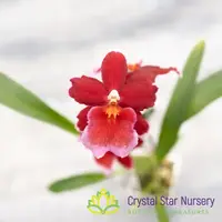 Oncidopsis Crimson Pride 'MAC136' (H977)