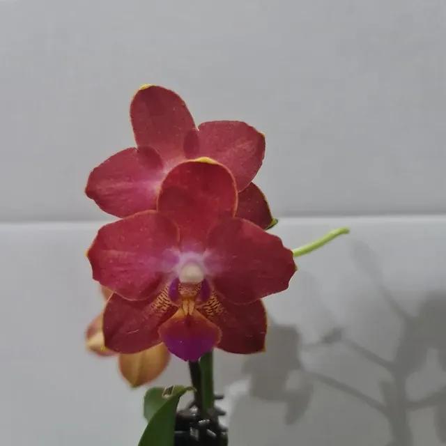 Phalaenopsis Tropic Paradise