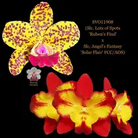Cattleya Orchid Hybrid SVO11908 (Slc. Lots of Spots 'Ruben's Find' x Slc. Angel's Fantasy 'Solar Flair' FCC/AOS)