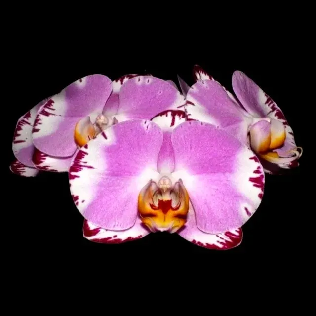 Phalaenopsis Jiuhbao Fairy