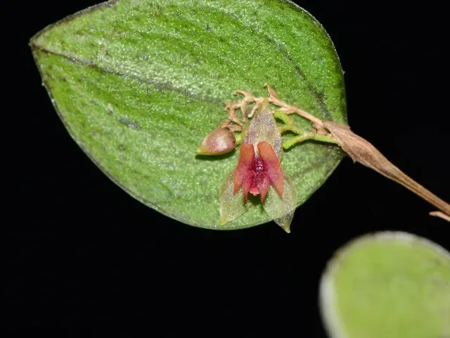 Lepanthes nontecta (Lepanthes)