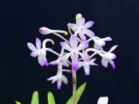Vandachostylis Lou Sneary 'Shoutemo'