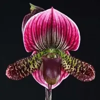 Paph. Maudiae X Paph. Hsinying