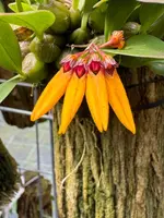 Bulbophyllum skeatianum