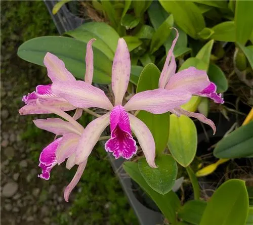 Cattleya Mariae Piae (Cattleya)