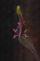 Bulbophyllum maximum