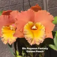 Rlc Pegasus Fantasy 'Golden Peach' Near blooming size cattleya clone.