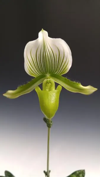 Paphiopedilum maudiae 'Magnificum' (Paphiopedilum)
