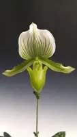 Paph. Maudiae 'Magnificum' FCC/RHS