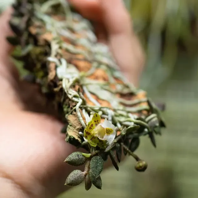Gastrochilus sinensis (Gastrochilus)