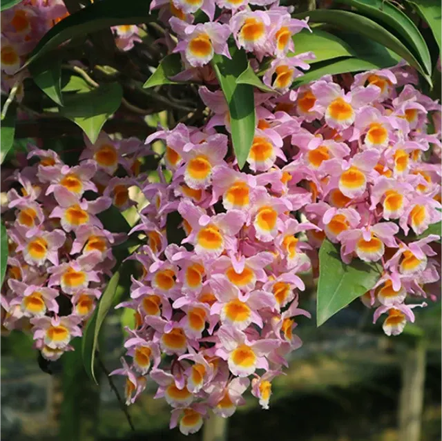 Dendrobium farmeri 'Pink' (Dendrobium)