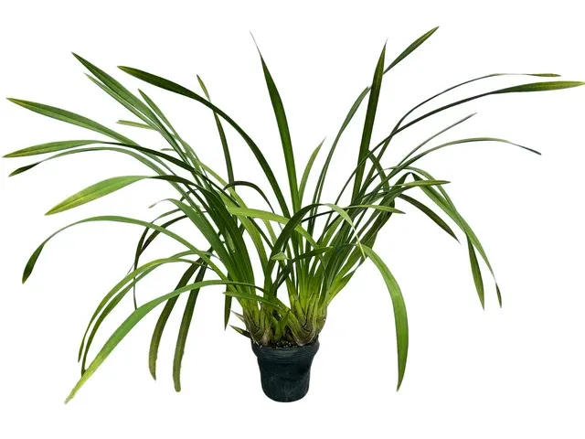 Cymbidium Ecuagenera Verde Café (Cymbidium)