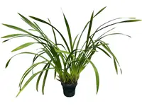Cymbidium Ecuagenera Verde Café
