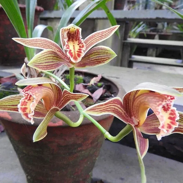 Cymbidium iridioides (Cymbidium)
